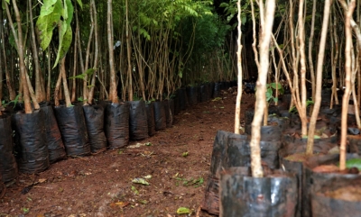 Bosque Municipal de Marília recebe mudas para arborização urbana