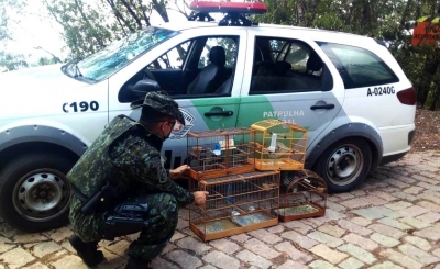 Criar pássaros dá multa de R$ 2 mil à morador de Marília