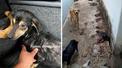 Mulher é condenada pela justiça por maus tratos contra animais 