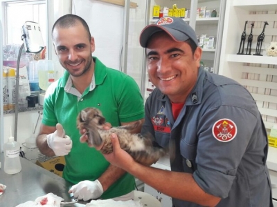 Dois filhotes de jaguatirica são resgatados na região