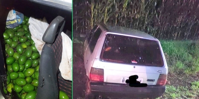 Trio é acusado de furtar 300 quilos de abacates