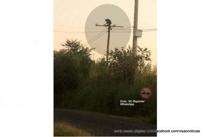Rapaz sobe em poste e cai na chegada da PM