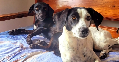 Marília terá campanha de vacinação contra a raiva neste sábado