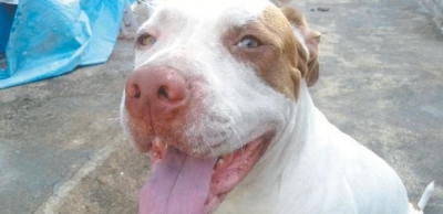 Homem pede indenização de R$ 12 mil por latido de cachorro