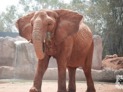 Elefante mata menina de 7 anos em zoológico