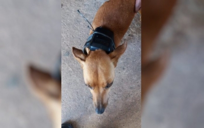 Preso rompe tornozeleira eletrônica e coloca no pescoço de cachorro