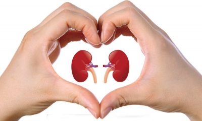 Confira 5 dicas que ajudam a prevenir doenças nos rins