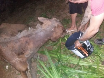 Bombeiros resgatam cavalo preso em poço