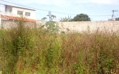 Prefeitura deixa de capinar terrenos e pode aplicar multas