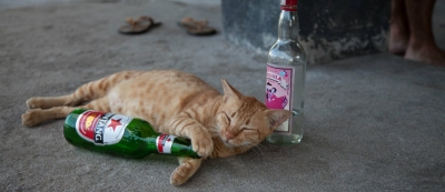 16 passos simples para evitar a ressaca