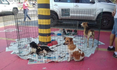 Prefeitura e empresa promovem feira de adoção de animais em Marília