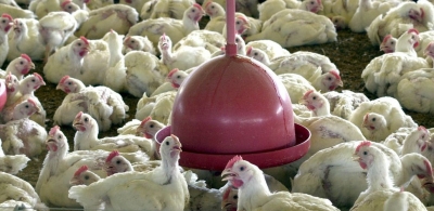 OMS confirma primeira morte por gripe aviária no mundo