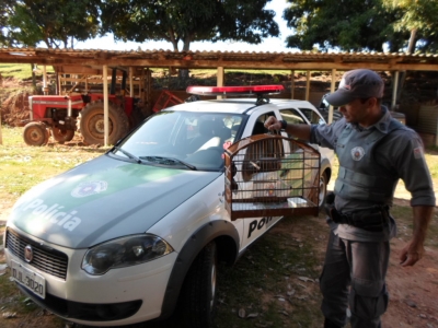 Polícia resgata pássaro em Oriente
