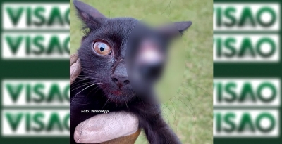 Bombeiros resgatam gatinho vítima de maus tratos em Marília