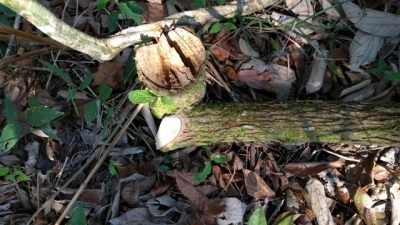 Polícia constata dano em árvores na região