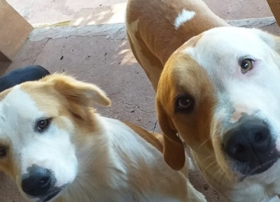 Assassino de cães ligou para os donos antes de torturar e matar os animais