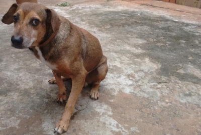 Justiça proíbe eutanásia de cachorro diagnosticado com leishmaniose