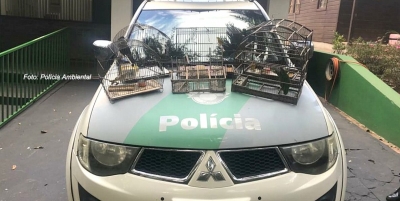Marilienses são multados em R$ 10 mil por manter aves silvestres em cativeiro