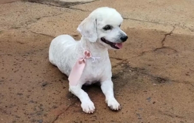 Homem é acusado de matar cãozinho a chutes