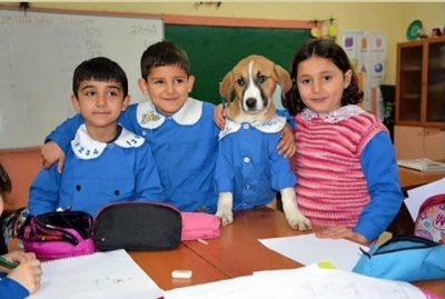 Depois de ser resgatado por uma escola, cachorro de rua usa uniforme e participa de aulas
