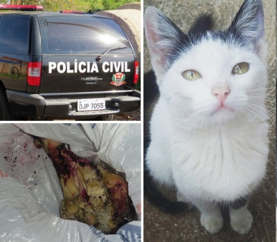 Jovem encontra osso com veneno em quintal. 15 gatos já foram envenenados na mesma rua