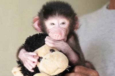 Macaquinho ganha pelúcia após ser rejeitado pela mãe 