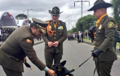 Cadela farejadora é jurada de morte por traficantes na Colômbia
