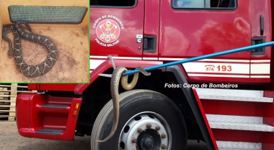 Depois das jiboias, cobras da espécie cascavel preocupam Bombeiros