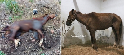 Prefeitura resgata cavalo vítima de maus tratos no Jardim Primavera