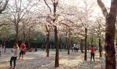 Florada de ipês brancos é atração no Bosque Municipal de Marília
