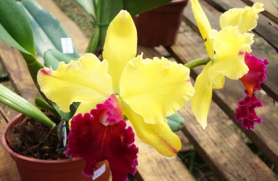 Festival de Orquídeas é destaque no Esmeralda Shopping