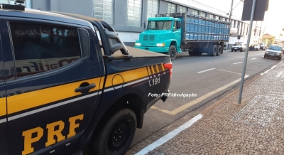 PRF impede furto de gado avaliado em mais de R$ 60 mil