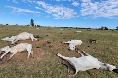 1.071 cabeças de gado morreram de frio em Mato Grosso do Sul