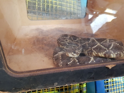 Bombeiros resgatam cobras na zona sul