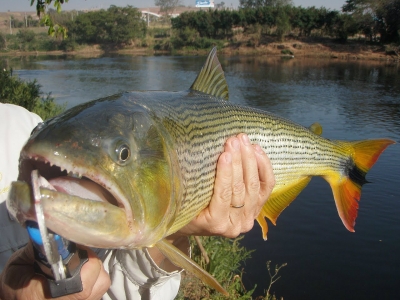 Pesca do Dourado está proibida nos rios de Corumbá
