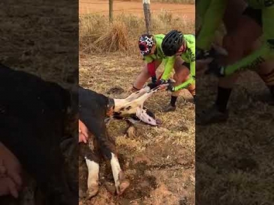 Ciclistas auxiliam em parto de vaca: 