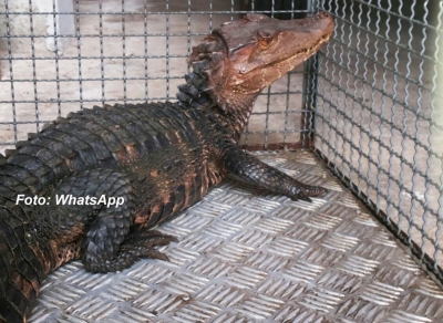 Bombeiros capturam jacaré em posto de combustíveis