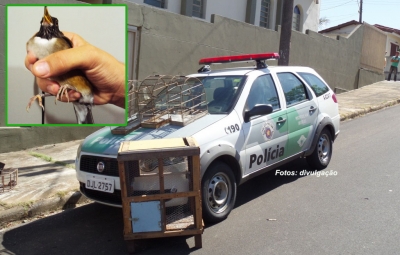 Pássaros em cativeiro: multa de R$ 3 mil