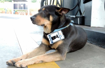 Cão se transforma em "gerente" de posto e vira sucesso em Marília