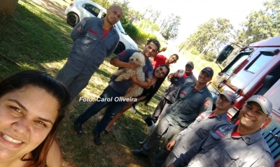 Bombeiros salvam segundo cãozinho que caiu em ribanceira em Marília