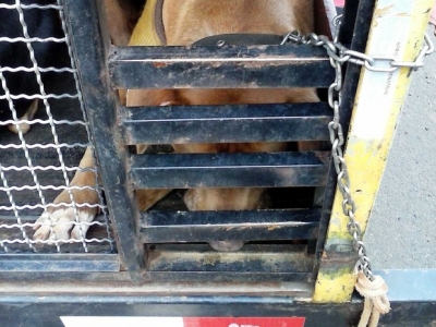 Caçador leva multa de R$ 27 mil por maus-tratos no transporte de cães