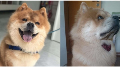 Aplicativo oferece recompensa de R$ 20 mil por cachorro desaparecido em BH