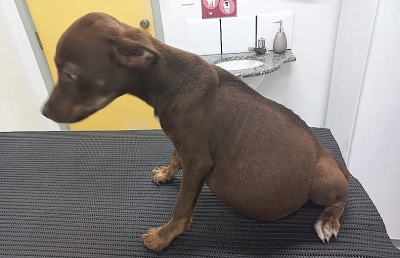 ONG de Marília resgata mais um animal em situação de maus tratos