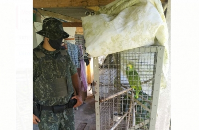 Polícia Ambiental apreende papagaios em propriedade rural de Marília 
