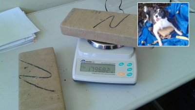 CANIL faz apreensão na região