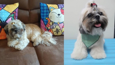 Família busca cãozinho desaparecido