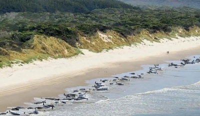 Tragédia ambiental: 230 baleias são encontradas encalhadas em praia da Austrália
