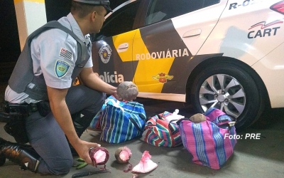 Bolivianos que transportavam cocaína em beterrabas são presos na região