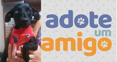ONG faz campanha para adoção de cãozinho abandonado