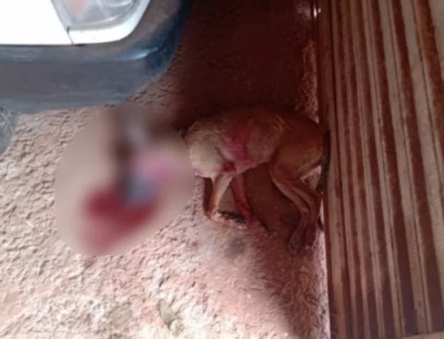 Polícia investiga vizinhos por morte de cachorro a pauladas e facadas